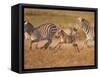 Zebras and Offspring at Sunset, Amboseli Wildlife Reserve, Kenya-Vadim Ghirda-Framed Stretched Canvas