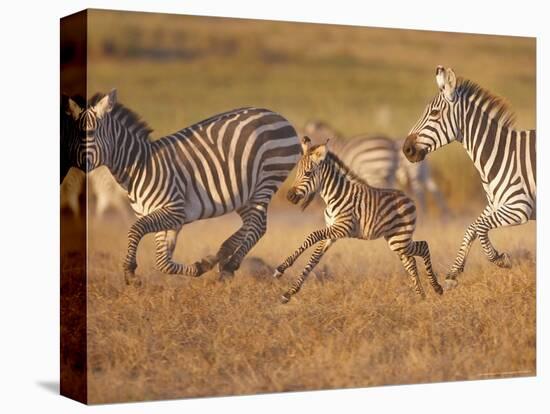 Zebras and Offspring at Sunset, Amboseli Wildlife Reserve, Kenya-Vadim Ghirda-Stretched Canvas