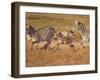 Zebras and Offspring at Sunset, Amboseli Wildlife Reserve, Kenya-Vadim Ghirda-Framed Photographic Print