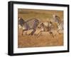 Zebras and Offspring at Sunset, Amboseli Wildlife Reserve, Kenya-Vadim Ghirda-Framed Photographic Print