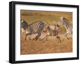 Zebras and Offspring at Sunset, Amboseli Wildlife Reserve, Kenya-Vadim Ghirda-Framed Photographic Print