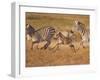 Zebras and Offspring at Sunset, Amboseli Wildlife Reserve, Kenya-Vadim Ghirda-Framed Photographic Print