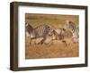 Zebras and Offspring at Sunset, Amboseli Wildlife Reserve, Kenya-Vadim Ghirda-Framed Photographic Print