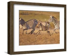 Zebras and Offspring at Sunset, Amboseli Wildlife Reserve, Kenya-Vadim Ghirda-Framed Photographic Print