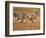 Zebras and Offspring at Sunset, Amboseli Wildlife Reserve, Kenya-Vadim Ghirda-Framed Photographic Print