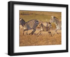 Zebras and Offspring at Sunset, Amboseli Wildlife Reserve, Kenya-Vadim Ghirda-Framed Photographic Print