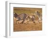 Zebras and Offspring at Sunset, Amboseli Wildlife Reserve, Kenya-Vadim Ghirda-Framed Photographic Print