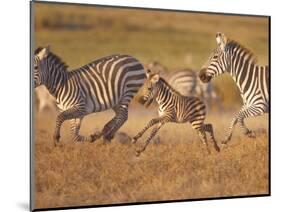 Zebras and Offspring at Sunset, Amboseli Wildlife Reserve, Kenya-Vadim Ghirda-Mounted Photographic Print