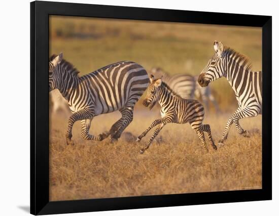 Zebras and Offspring at Sunset, Amboseli Wildlife Reserve, Kenya-Vadim Ghirda-Framed Photographic Print