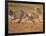 Zebras and Offspring at Sunset, Amboseli Wildlife Reserve, Kenya-Vadim Ghirda-Framed Photographic Print