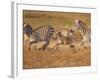 Zebras and Offspring at Sunset, Amboseli Wildlife Reserve, Kenya-Vadim Ghirda-Framed Photographic Print