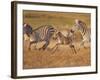 Zebras and Offspring at Sunset, Amboseli Wildlife Reserve, Kenya-Vadim Ghirda-Framed Photographic Print