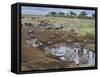 Zebras and Wildebeest at a Waterhole, Tanzania-null-Framed Stretched Canvas