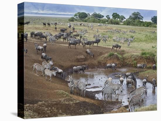 Zebras and Wildebeest at a Waterhole, Tanzania-null-Stretched Canvas