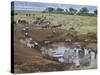 Zebras and Wildebeest at a Waterhole, Tanzania-null-Stretched Canvas