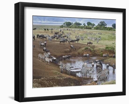 Zebras and Wildebeest at a Waterhole, Tanzania-null-Framed Premium Photographic Print