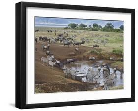 Zebras and Wildebeest at a Waterhole, Tanzania-null-Framed Premium Photographic Print