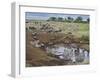 Zebras and Wildebeest at a Waterhole, Tanzania-null-Framed Premium Photographic Print