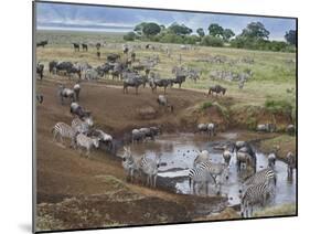 Zebras and Wildebeest at a Waterhole, Tanzania-null-Mounted Premium Photographic Print