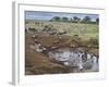 Zebras and Wildebeest at a Waterhole, Tanzania-null-Framed Premium Photographic Print