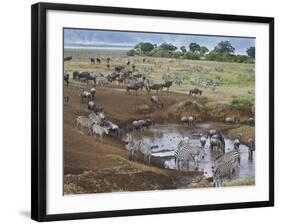 Zebras and Wildebeest at a Waterhole, Tanzania-null-Framed Premium Photographic Print