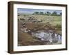 Zebras and Wildebeest at a Waterhole, Tanzania-null-Framed Photographic Print