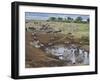 Zebras and Wildebeest at a Waterhole, Tanzania-null-Framed Photographic Print