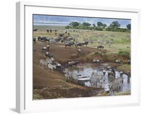 Zebras and Wildebeest at a Waterhole, Tanzania-null-Framed Photographic Print