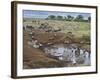 Zebras and Wildebeest at a Waterhole, Tanzania-null-Framed Photographic Print