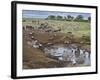 Zebras and Wildebeest at a Waterhole, Tanzania-null-Framed Photographic Print