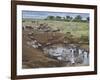 Zebras and Wildebeest at a Waterhole, Tanzania-null-Framed Photographic Print