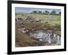 Zebras and Wildebeest at a Waterhole, Tanzania-null-Framed Photographic Print