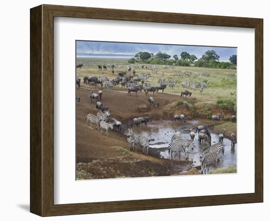 Zebras and Wildebeest at a Waterhole, Tanzania-null-Framed Photographic Print