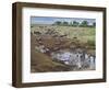 Zebras and Wildebeest at a Waterhole, Tanzania-null-Framed Photographic Print