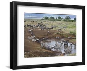 Zebras and Wildebeest at a Waterhole, Tanzania-null-Framed Photographic Print