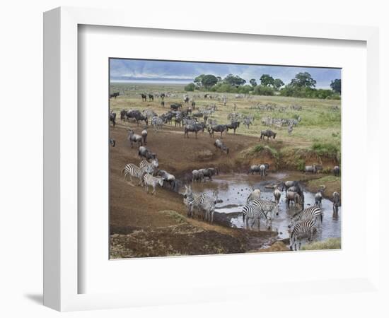 Zebras and Wildebeest at a Waterhole, Tanzania-null-Framed Photographic Print