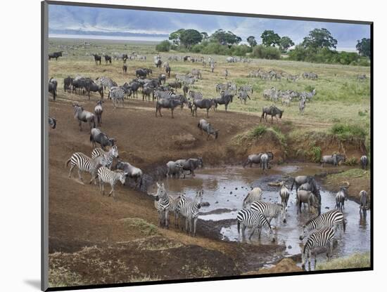 Zebras and Wildebeest at a Waterhole, Tanzania-null-Mounted Photographic Print