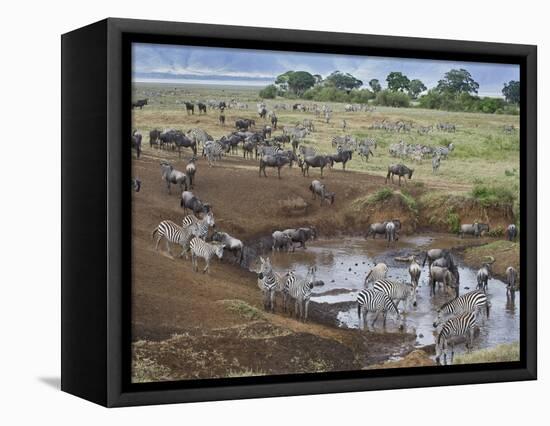 Zebras and Wildebeest at a Waterhole, Tanzania-null-Framed Stretched Canvas