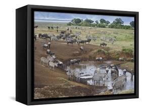 Zebras and Wildebeest at a Waterhole, Tanzania-null-Framed Stretched Canvas