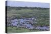 Zebras and Wildebeest at Water Hole-DLILLC-Stretched Canvas