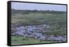 Zebras and Wildebeest at Water Hole-DLILLC-Framed Stretched Canvas