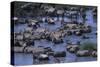 Zebras and Wildebeest at Water Hole-DLILLC-Stretched Canvas
