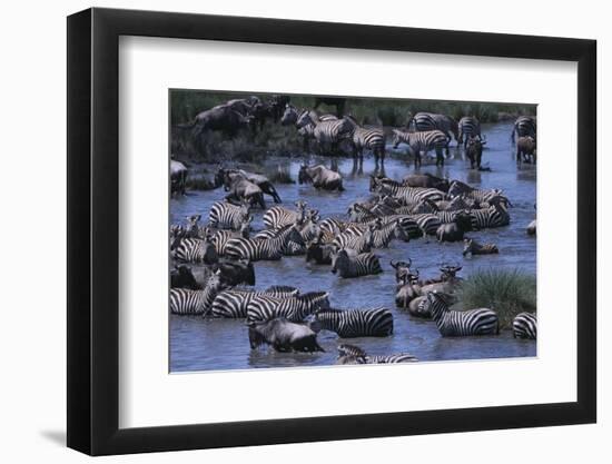 Zebras and Wildebeest at Water Hole-DLILLC-Framed Photographic Print