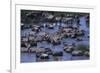 Zebras and Wildebeest at Water Hole-DLILLC-Framed Photographic Print