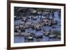 Zebras and Wildebeest at Water Hole-DLILLC-Framed Photographic Print