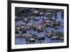 Zebras and Wildebeest at Water Hole-DLILLC-Framed Photographic Print