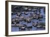 Zebras and Wildebeest at Water Hole-DLILLC-Framed Photographic Print