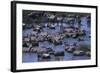 Zebras and Wildebeest at Water Hole-DLILLC-Framed Photographic Print