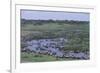 Zebras and Wildebeest at Water Hole-DLILLC-Framed Photographic Print