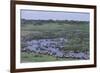 Zebras and Wildebeest at Water Hole-DLILLC-Framed Photographic Print